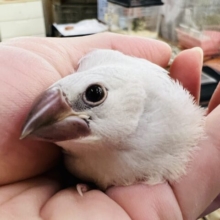 1人餌になったよ♡あどけない♡シルバー文鳥〜