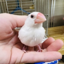 雛餌卒業‼︎ぴちぴち白文鳥♡