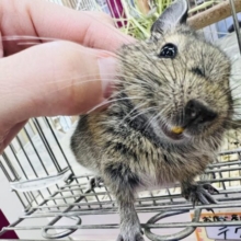 なでなで大好き♡甘えん坊デグー（ノーマル）男の子