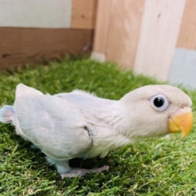 最新画像あります☆優しい雰囲気のある可愛い子💕シロボタンインコ！！