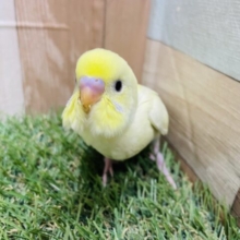 最新画像あります♪クリームカラーに明るいブルーがポイントです‼️なかなか見ないカラーのセキセイインコ（クリームスパングル）💛