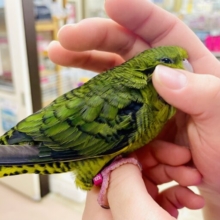 1人餌✨🌟最新画像になりますよ⭐️わちゃわちゃ大好き💚たくさん動くよ！　サザナミインコ　ダークグリーン