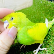 最新画像になりますよ⭐️お花ちゃん再来だよ💫💫🌼　セキセイインコ　スパングルパイド