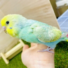 🍎🍏フルーティーちゃん🍏🍎ぴかぴかエメラルドを目指すんだ🍎🍏　セキセイインコ　パステルカラーレインボー