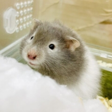 ふわっと☁️まるっこさなら負けない‼️ セーブルハムスター　バンデット　男の子
