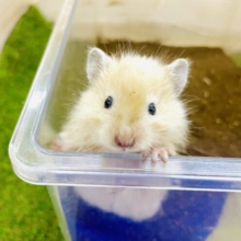 土浴び大好きなツヤツヤハムスター🐹　サテンハムスター　女の子