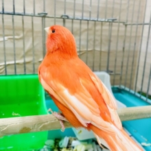 真っ赤に燃える太陽☀の鳥　赤カナリア　ムフク　男の子