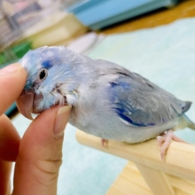 1人餌✨🌟くすみぽさが自慢なの💙シックなブルーが素敵！！！！　マメルリハ　ブルーパイド