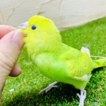 きゅっきゅっきゅるん💗に見つめちゃう💗　セキセイインコ　スパングル