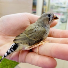 1人餌です✨🌟最新画像になりますよ⭐️おチビサイズはお好きですか！！！！　キンカ鳥　ノーマル