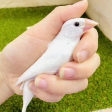 最新画像になりますよ🌟ぷっくり白もち大福🤍になりたい🤍　白文鳥