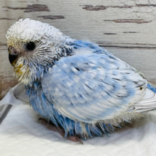 日々の成長が待ち遠しいっ♡ジャンボセキセイインコ(スパングル) ヒナ