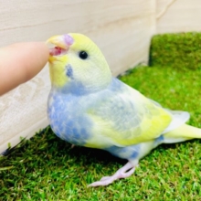 最新画像になりますよ🌟💛💙珍しい💙💛あまり見られない濃いめの色合い！！　セキセイインコ　パステル系　パイド