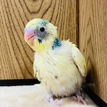 周りが気になってしょうがない！！セキセイインコ(クリームハルクイン) ヒナ