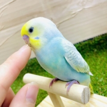 最新画像になりますよ🌟🍏透き通ったグリーンカラー🍏　セキセイインコ　パステルレインボー