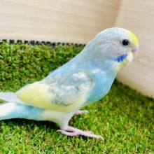 最新画像になりますよ🌟カワイイの味方は可愛いの🩷🩷🩷　セキセイインコ　パステルレインボーパイド