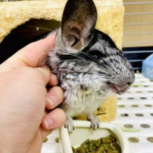 ゆっくりナデナデしてね😉💗触れ合いのできるチンチラさん！！　チンチラ　ノーマル　男の子