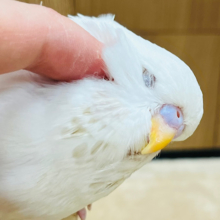 【最新画像更新🪄】銀世界に溶け込んじゃいそう♡ジャンボセキセイインコ(ウイング系) ヒナ