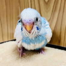 とっとこ〜走るよ🐾走るの大好き！！セキセイインコ(パイド) ヒナ