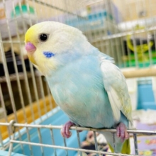 1人餌☁️最新画像になりますよ🌟はちみつレモンソーダの爽やかさを表現したい🩵💛　セキセイインコ　パステルレインボー