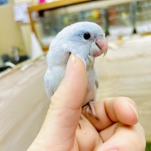 1人餌🩷最新画像になりますよ🌟お空に負けない綺麗な色合い🩵🤍　マメルリハ　アメリカンホワイト　女の子