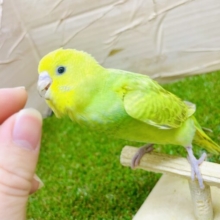 最新画像になりますよ🌟きゅっきゅっきゅるっきゅん💗なトキメキをあげる💗　セキセイインコ　スパングル