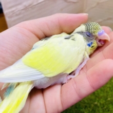会いたかったレアカラー💛🧡照らす存在感！！　セキセイインコ　4色ハルクイン