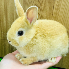 ぬいぐるみみたい🧡ネザーランドドワーフ(オレンジ)男の子