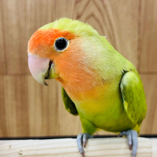 【最新画像更新🪄】優しいカラー🫧美形さん‪☆コザクラインコ(シナモン系)