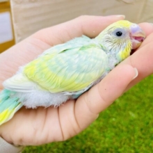 ワクワクお待たせっ😉めいいっぱいきらめきを届けるよ✨　セキセイインコ　パステルカラーレインボー