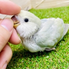 見てよっ！！個性等級ダイヤモンド💎　コザクラインコ　シナモン系