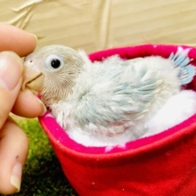 やっぱ結論、最強スマイル🤍🤍ポップアラモード🩷　白ボタンインコ