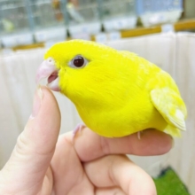 ぴーぽぽぴーぽぽ🎵レモンちゃん🍋　サザナミインコ　ルチノー