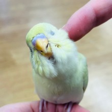 【最新画像更新🪄ひとり餌になりました‪☆】スイッチオンでカキカキエンドレス♡セキセイインコ(クリームハルクイン) ヒナ