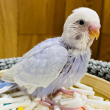 【最新画像更新🪄】わたわたっ子♡素敵な藤色の持ち主です♡セキセイインコ(ライラック) ヒナ