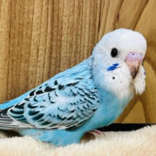 【最新画像更新🪄】目ヂカラたっぷり♡♡セキセイインコ(オパーリン) ヒナ