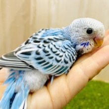 きゅるきゅるパワー全開なのっ🥰きゅるんと可愛いセキセイさん！　セキセイインコ　オパーリン