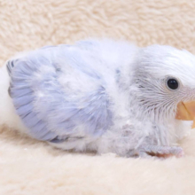 個性が光る‪☆ブルー系インコ好きさん必見です♡コザクラインコ(バイオレットオパーリン) ヒナ