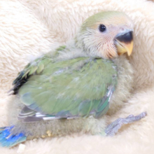 抹茶ラテ🍵はいかがですか？🫧コザクラインコ(ノーマル) ヒナ
