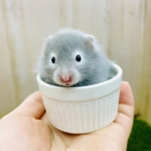 ✨餌皿にすっぽり✨まったり系なのよ！　セーブルハムスター　セルフ　男の子