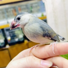 ホヤホヤ1人餌✨最新画像になりますよ🌟黒ゴマ団子🍡になりたい🍡🍡🍡　桜文鳥