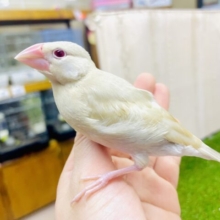 1人餌ホヤホヤ🥰最新画像になりますよ！！ムギちゃんだよ〜🟡宜しくね😋　シナモン文鳥