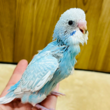 頭の中は食べ物のことでいっぱい！！セキセイインコ(スパングル) ヒナ