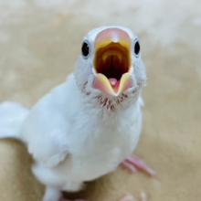 【最新画像更新🪄】クリクリおめめにイチコロだっ♡白文鳥 ヒナ