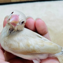 【最新画像更新🪄】ホッと温まるミルクティの妖精さん♡シナモン文鳥 ヒナ
