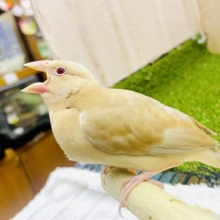 最新画像になりますよ🌟聞かれたんだ将来の夢☁️でっかいキャラメルになること！！　シナモン文鳥
