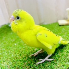 最新画像になりますよ🌟ひよこちゃんアイドル爆誕です🔥　セキセイインコ　ハルクイン