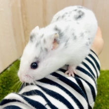 最新画像になりますよ🌟ぶちぶちダルメシアンだよ〜❤️🐹　ダルメシアンハムスター　男の子