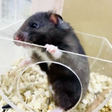 最新画像になりますよ🌟こっそり食べてるのバレちゃった？😳　カラーハムスター　黒系　男の子