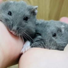 動きがシンクロしちゃう♡ロシアンブルーハムスター（男の子）